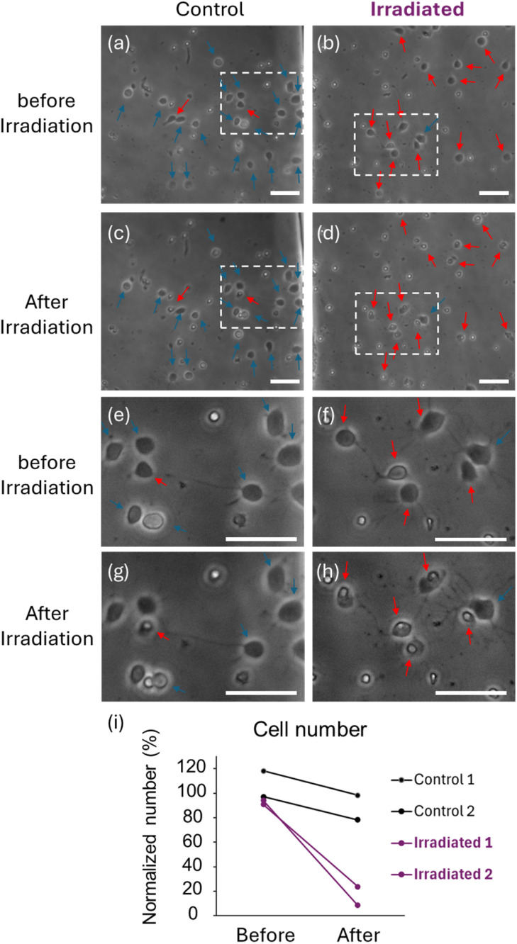 Fig. 12
