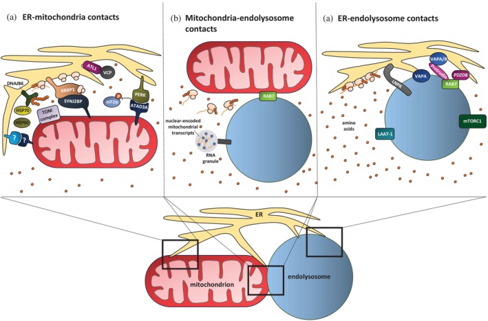 FIGURE 2
