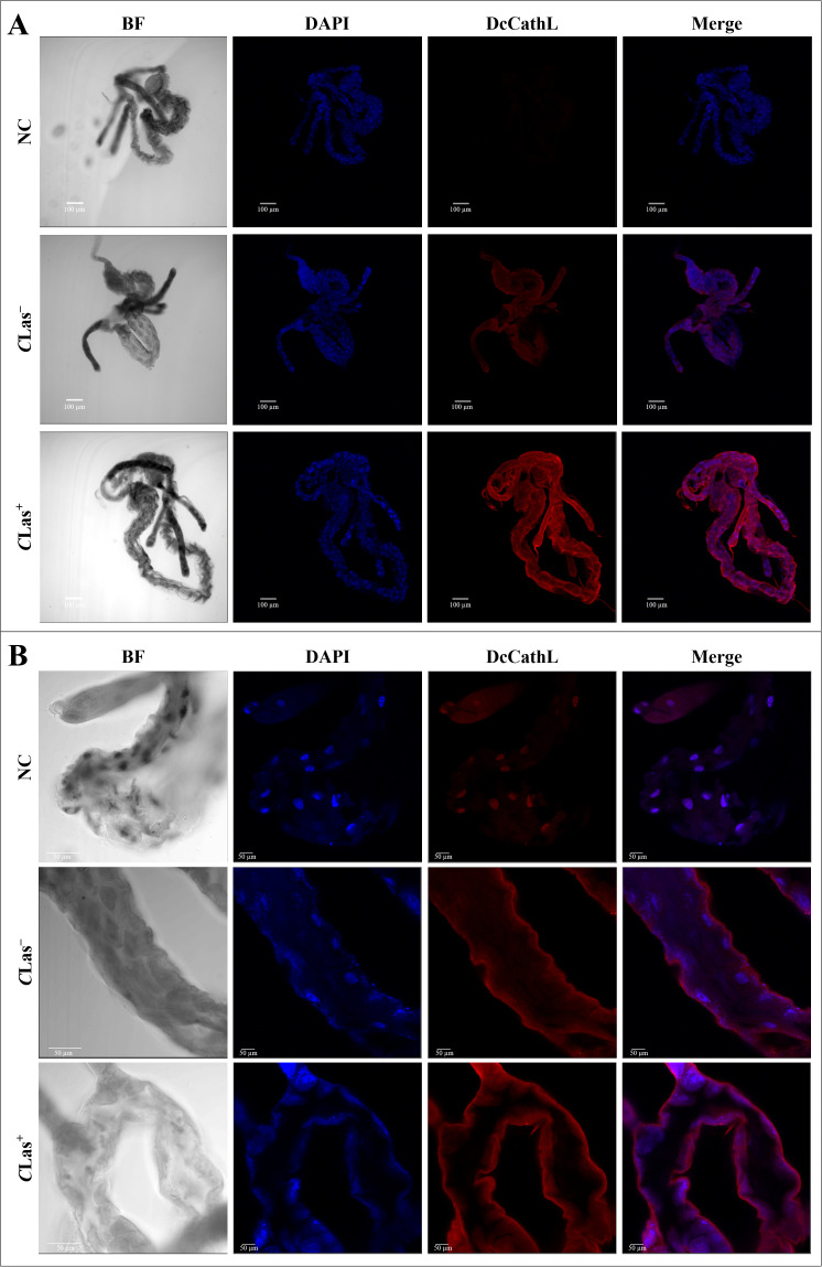 Figure 3
