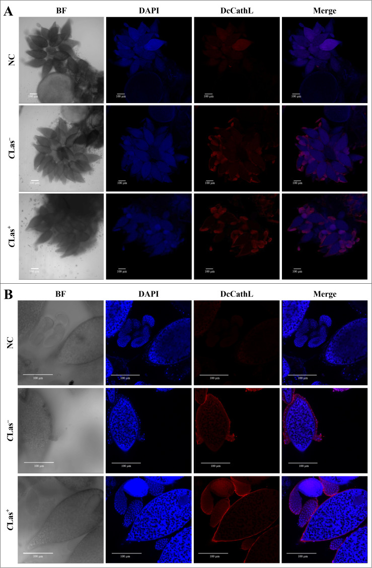 Figure 4