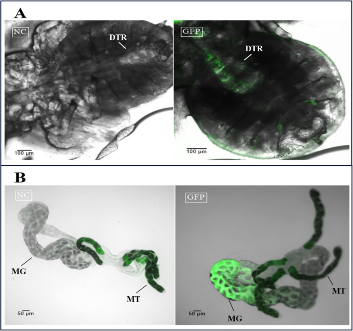 Figure 6
