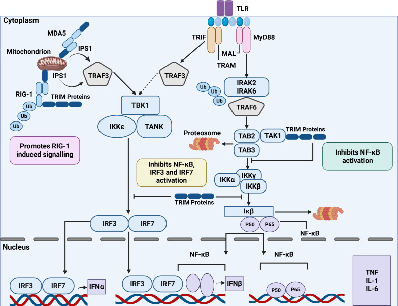 Figure 3