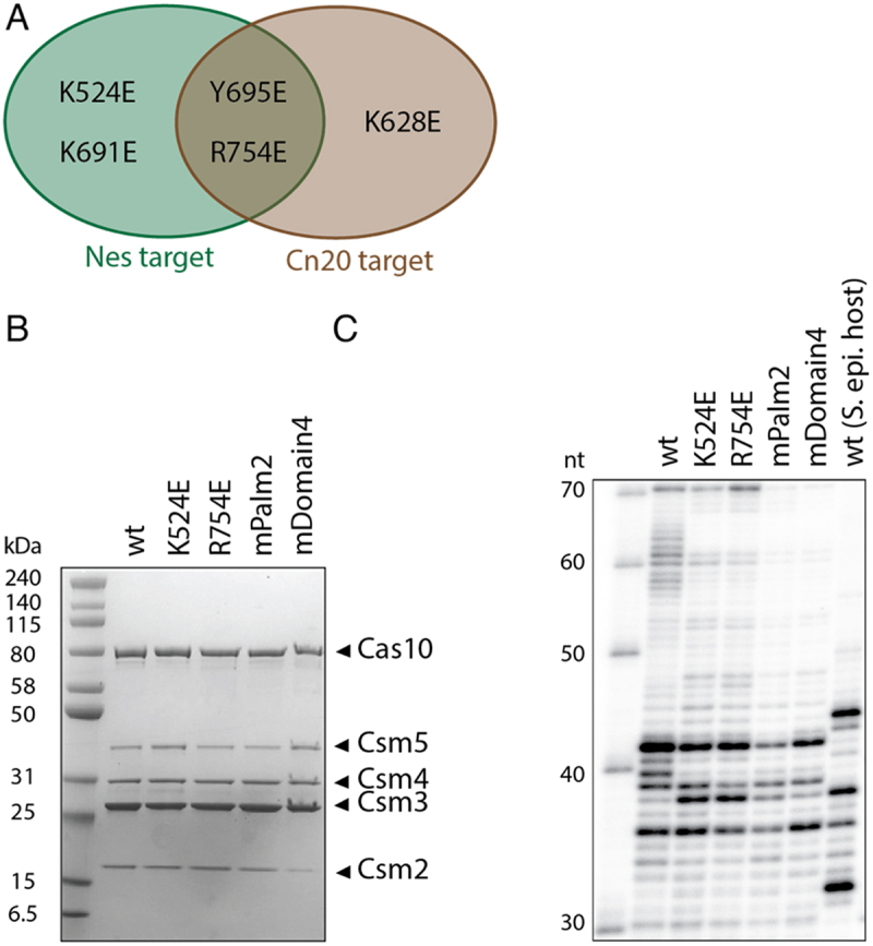 Figure 13