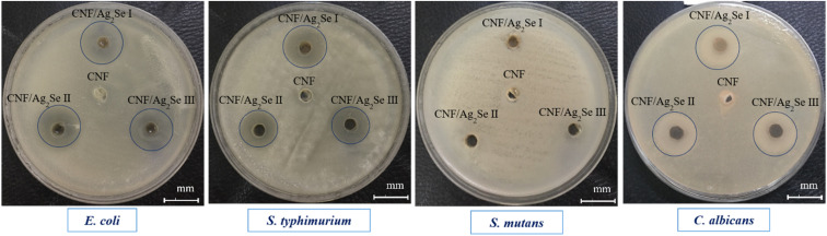 Fig. 12