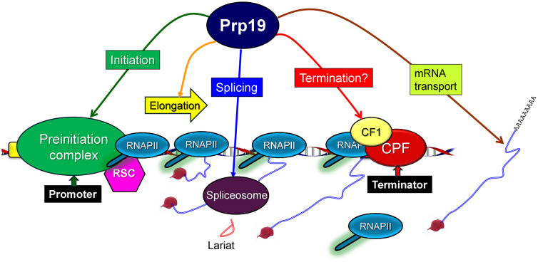 Fig 7