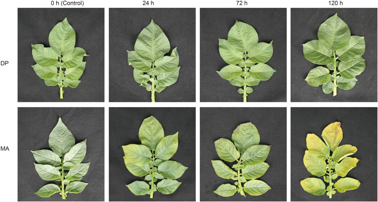 Figure 1