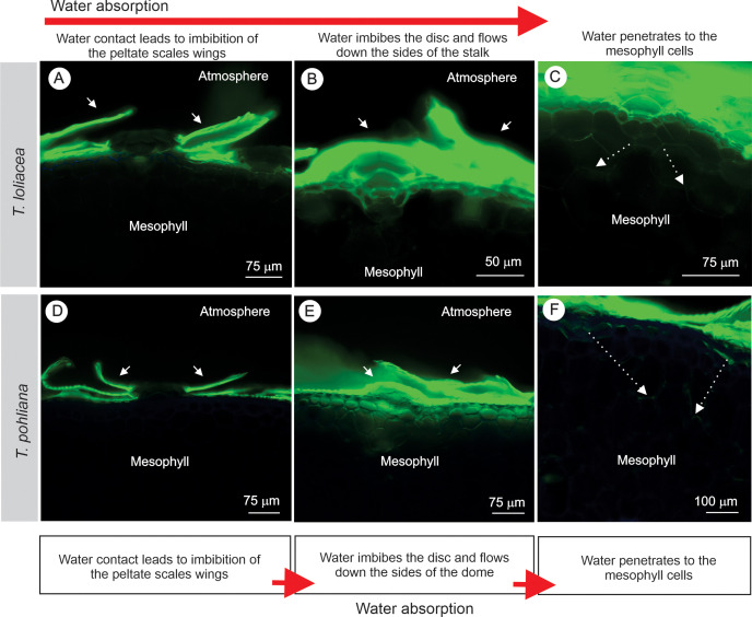 Figure 6