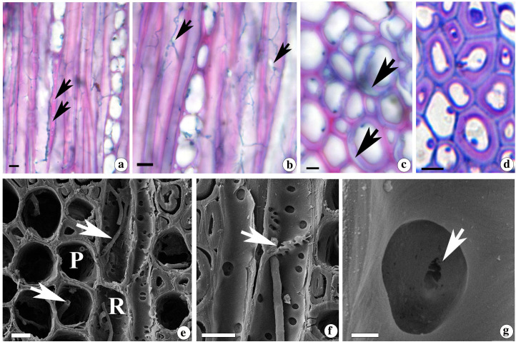 Figure 5
