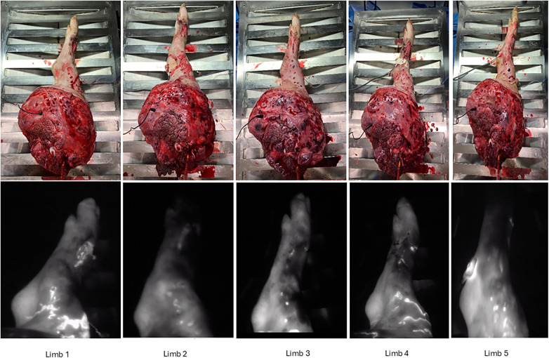 Figure 11