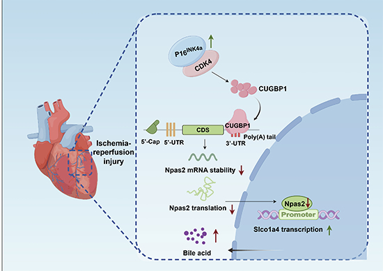 Figure 14