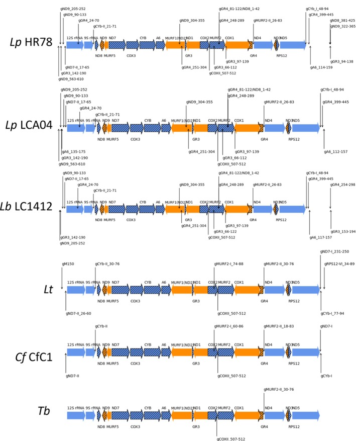 FIGURE 9