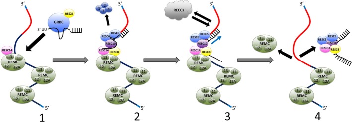 FIGURE 2