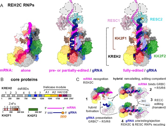 FIGURE 4