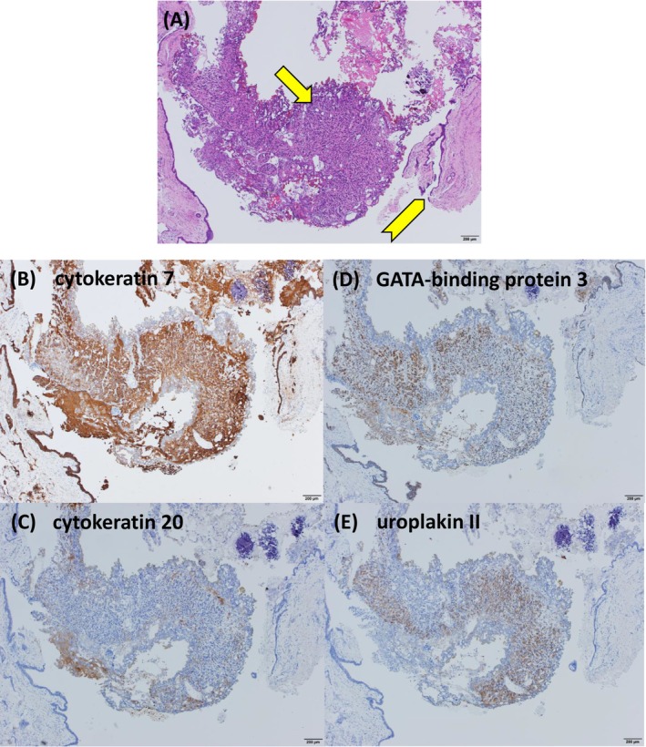 FIGURE 2