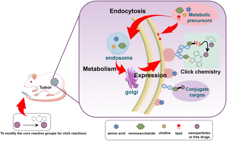 Figure 24