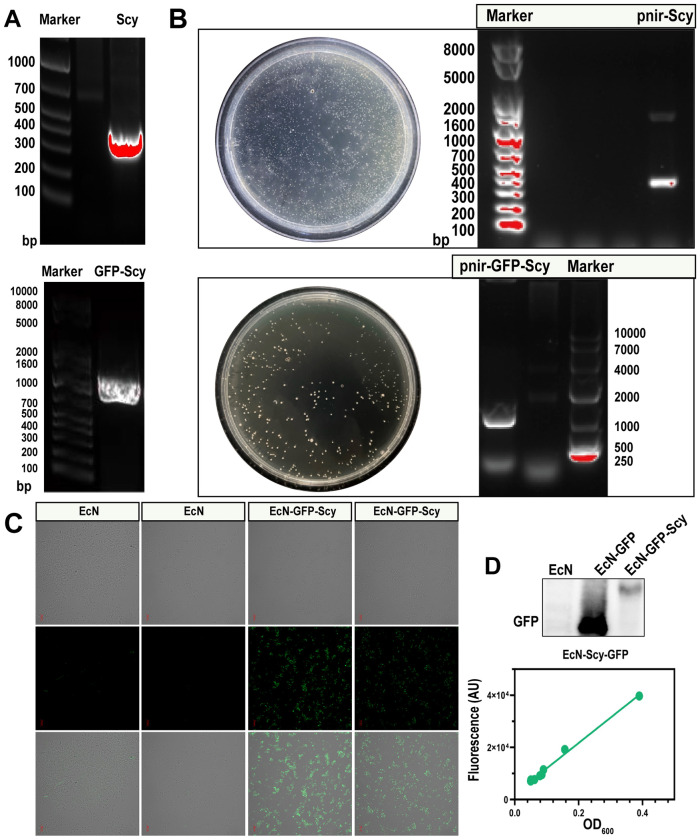 Figure 1