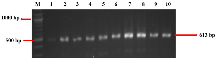 Figure 11
