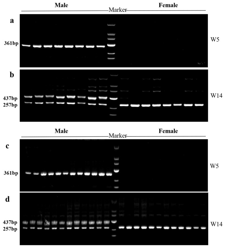 Figure 5