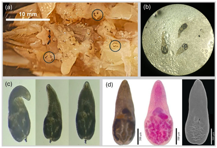 Figure 10