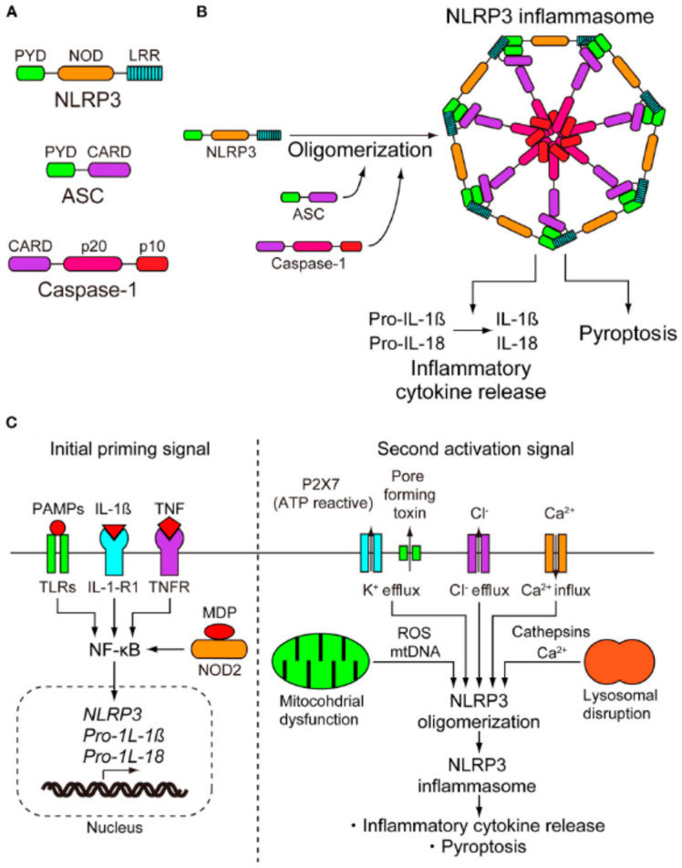Figure 2
