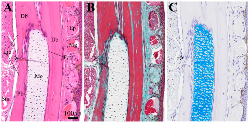 Figure 7