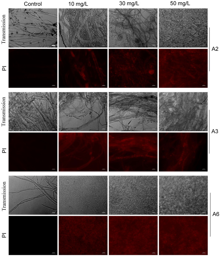 Figure 10