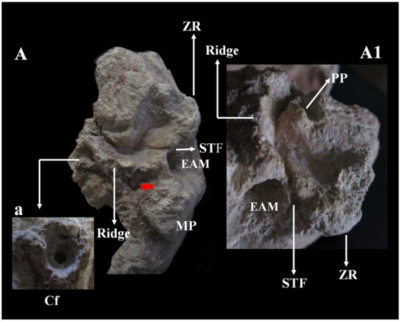 Figure 13