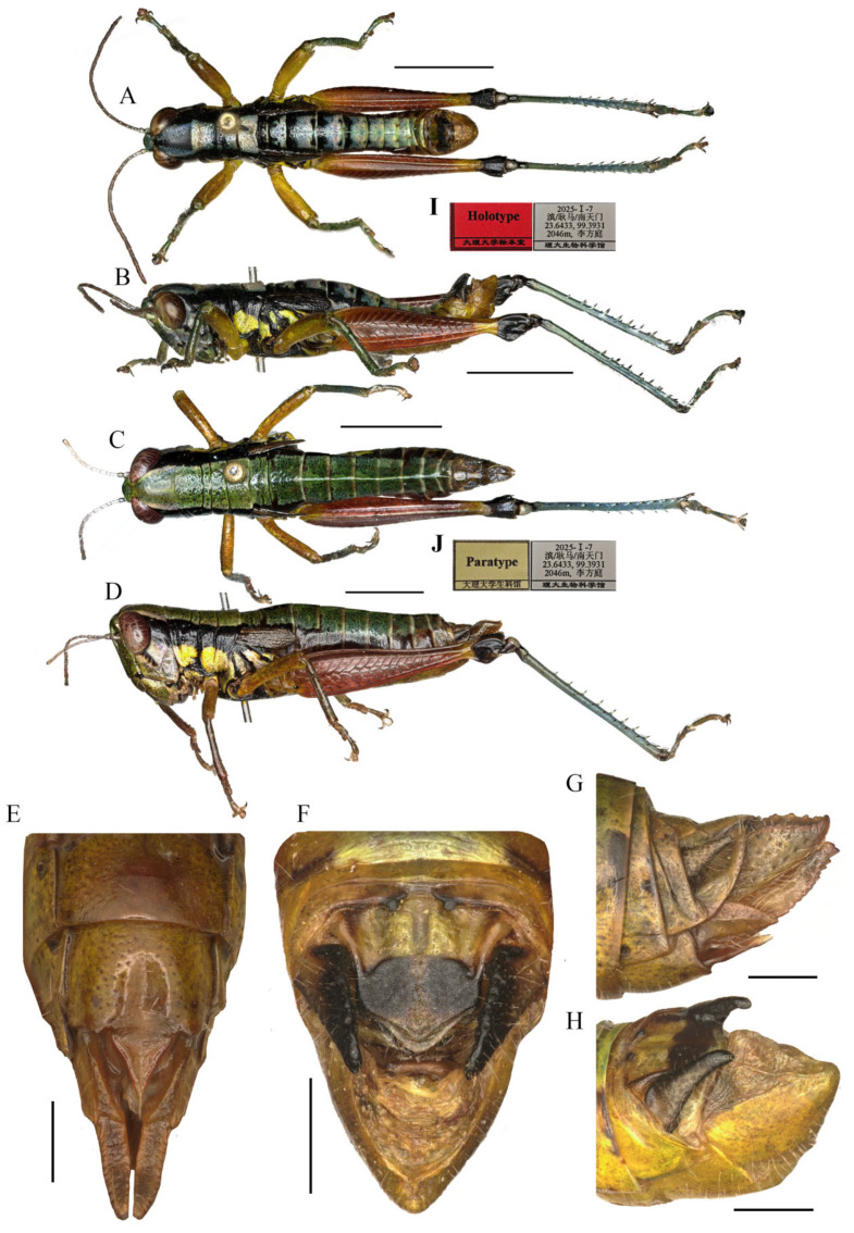 Figure 7