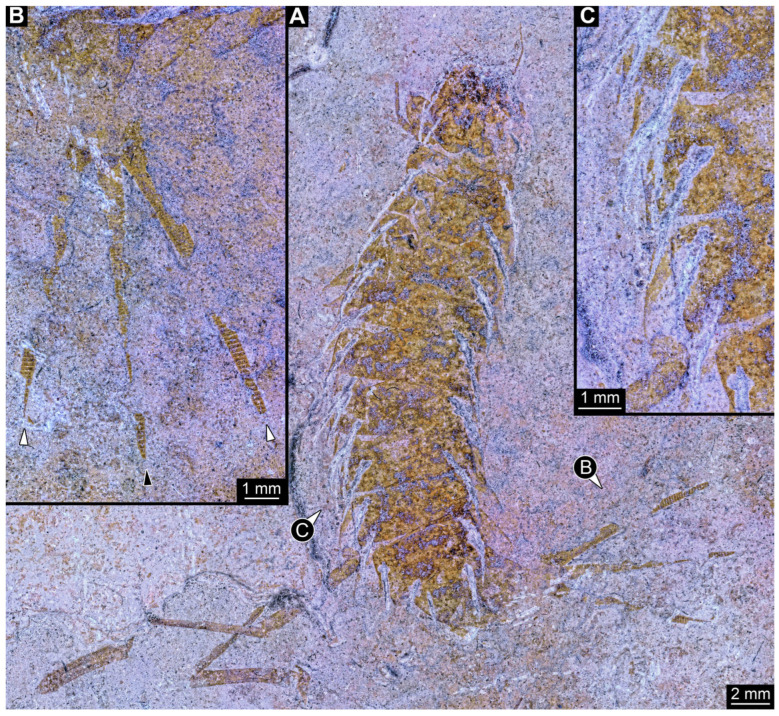 Figure 12