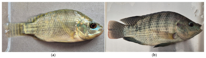 Figure 11