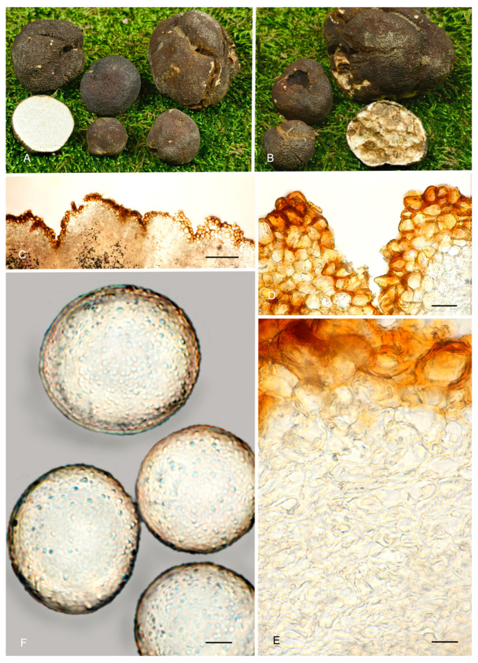 Figure 12