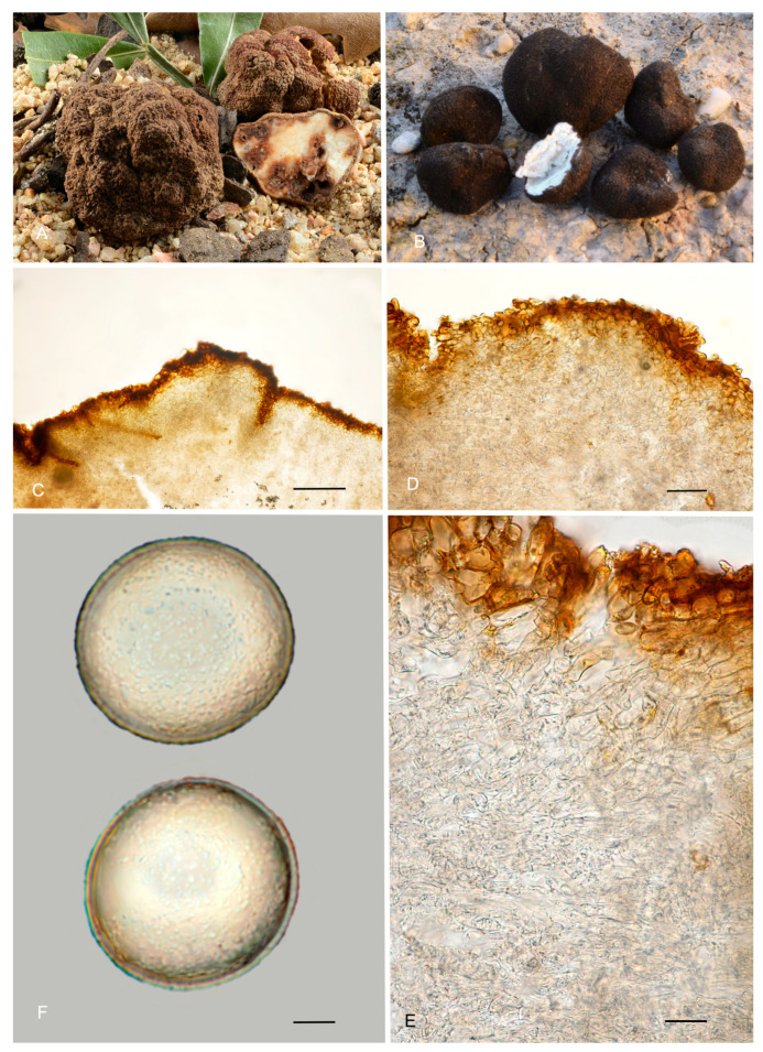Figure 13