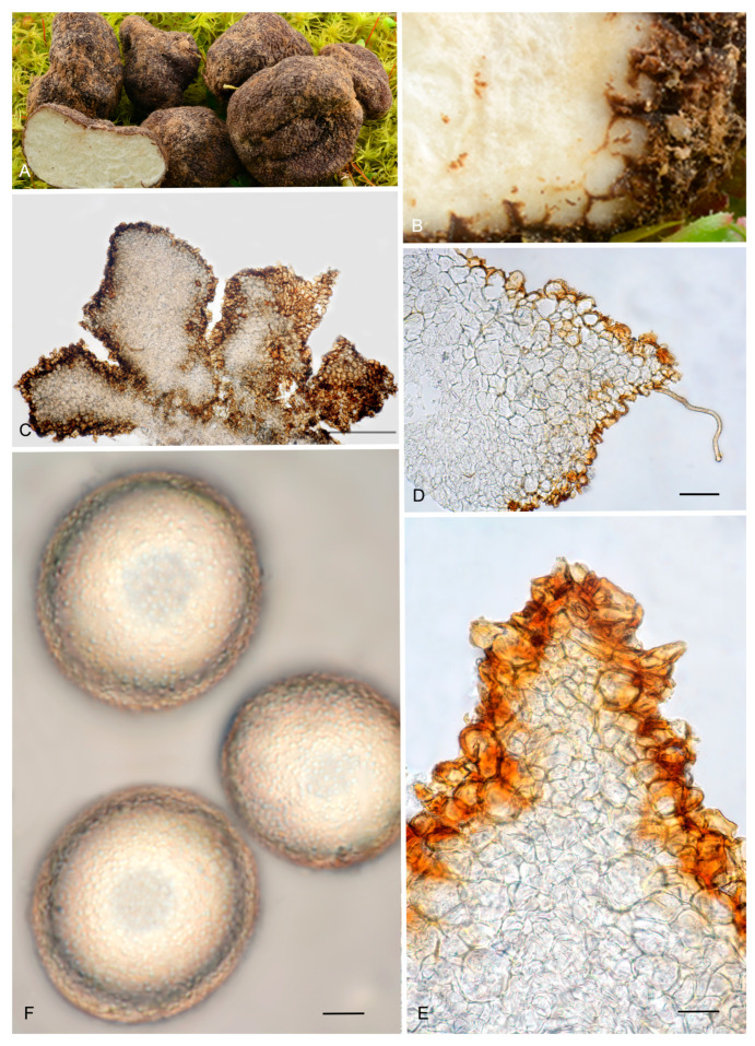 Figure 14