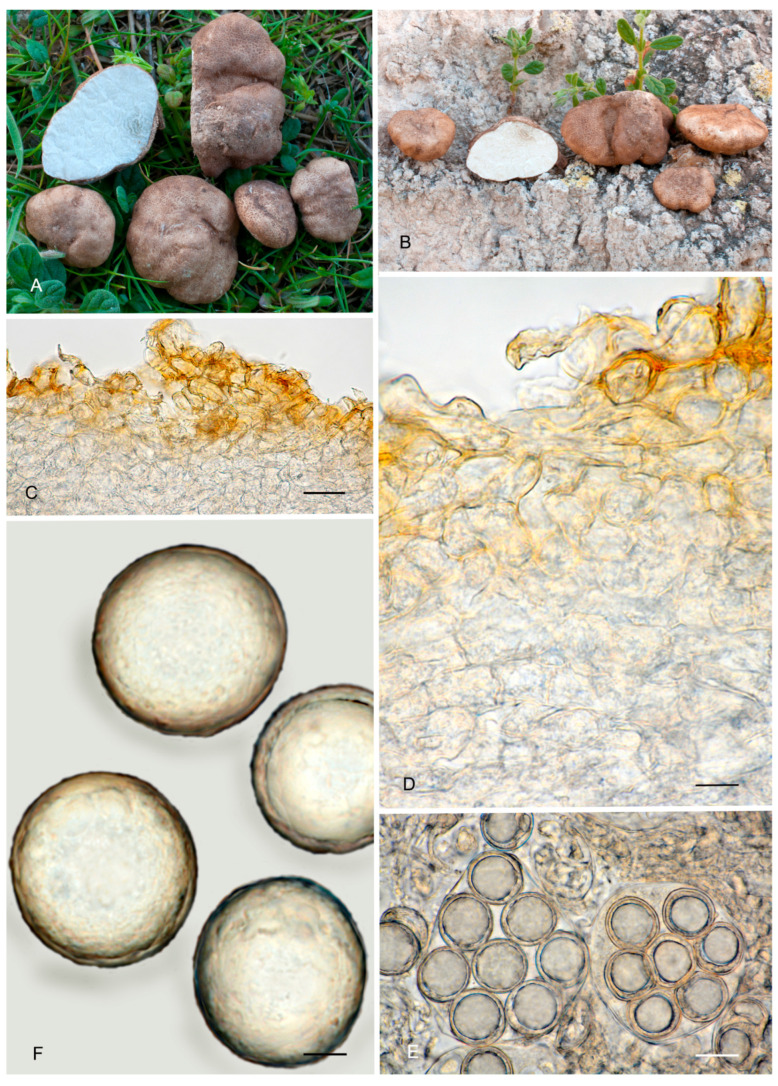 Figure 17