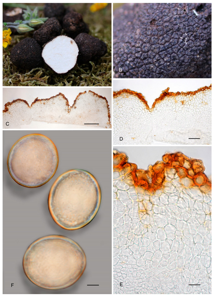 Figure 18