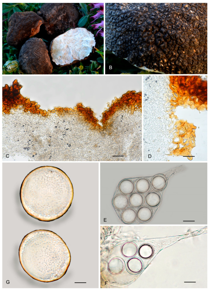 Figure 19