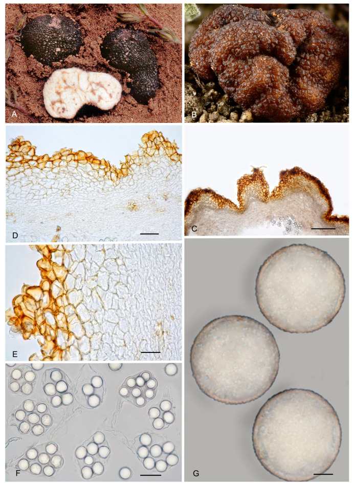 Figure 20