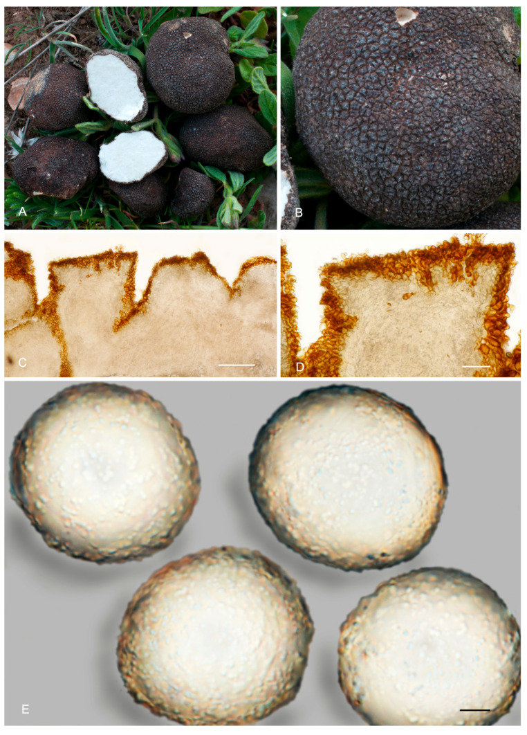 Figure 21