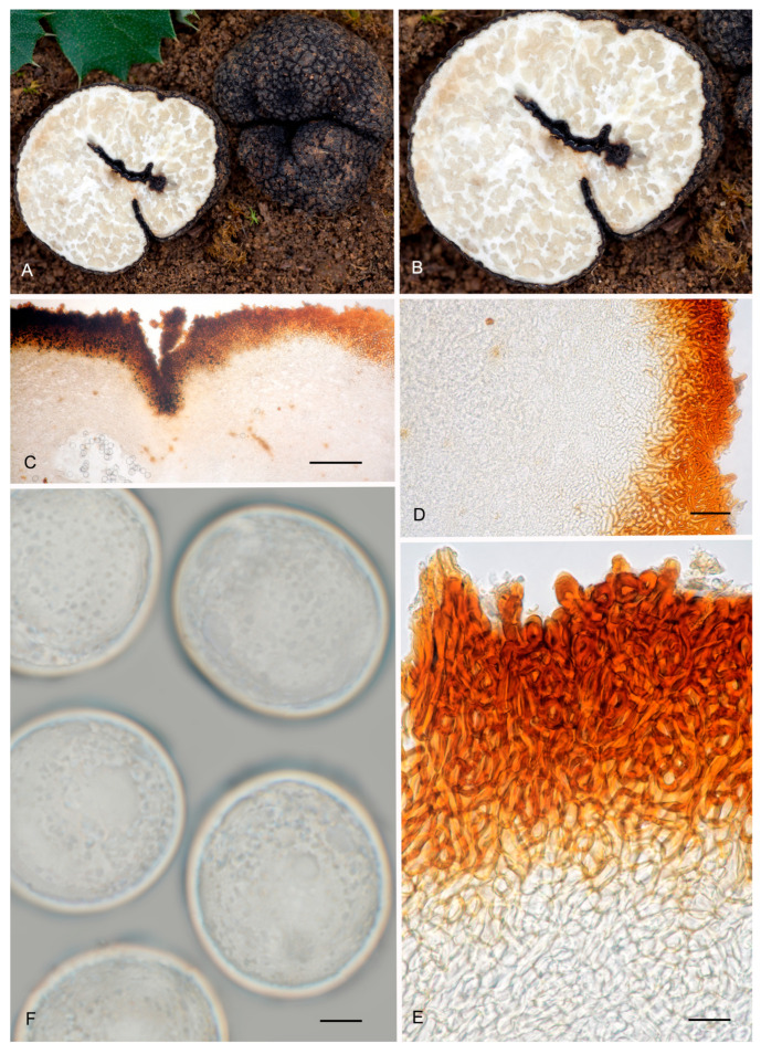Figure 22