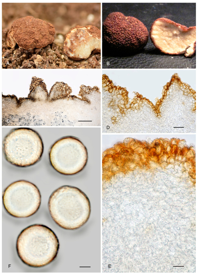 Figure 23