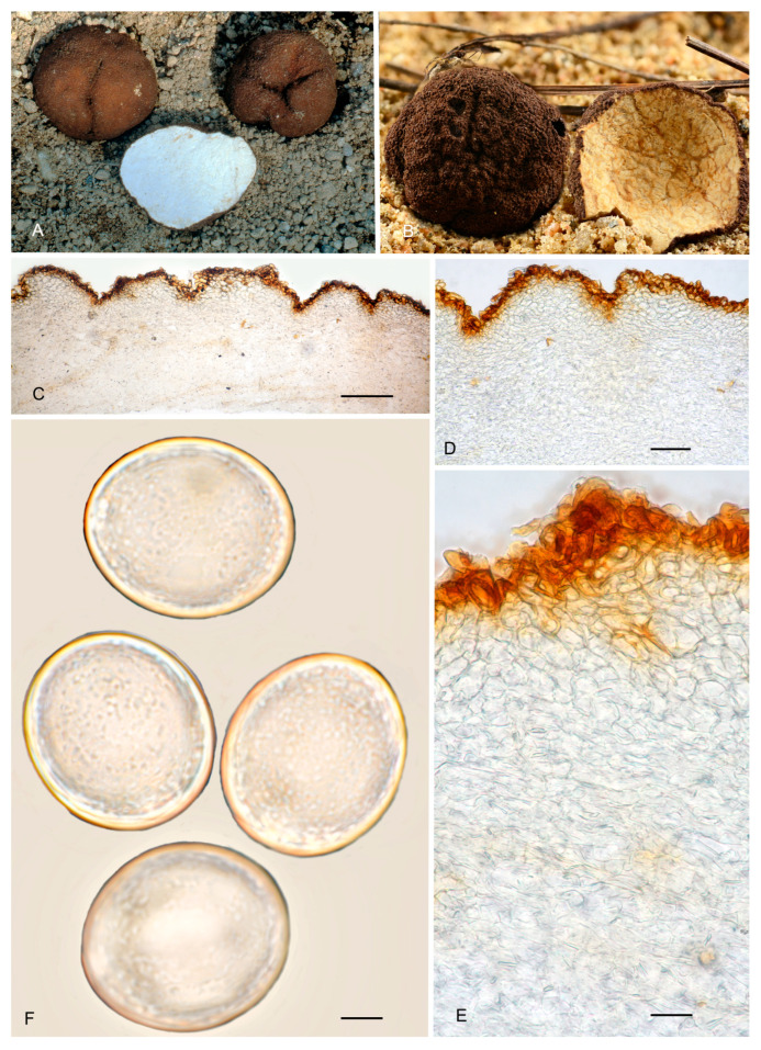 Figure 24