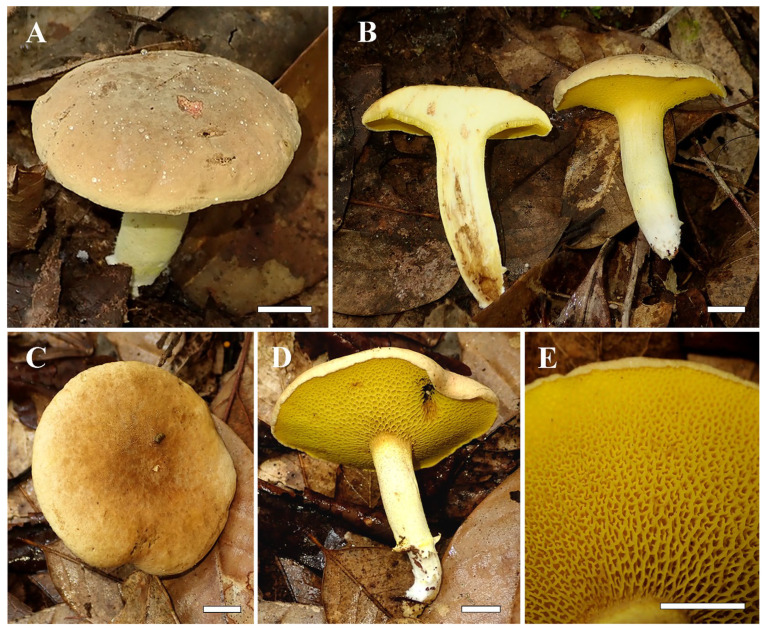 Figure 2