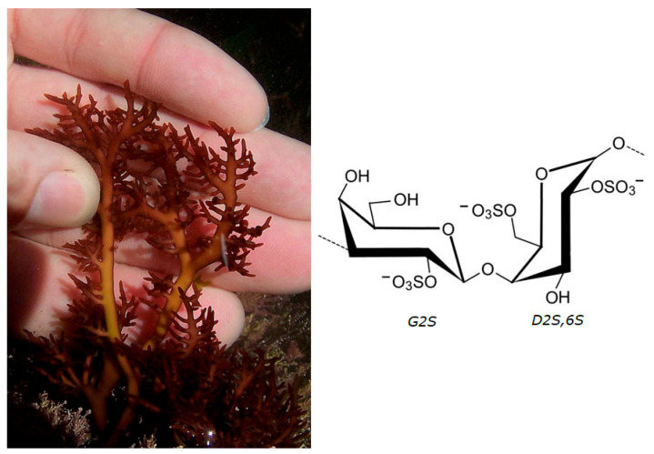 Figure 13