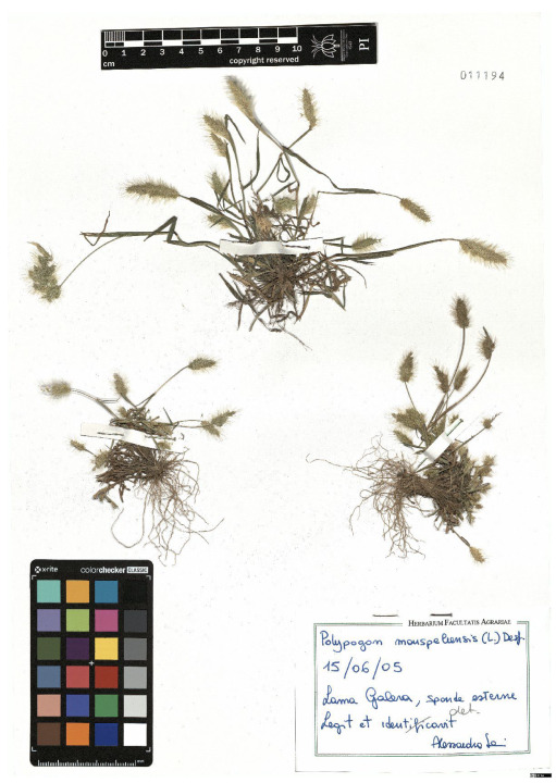 Figure 31