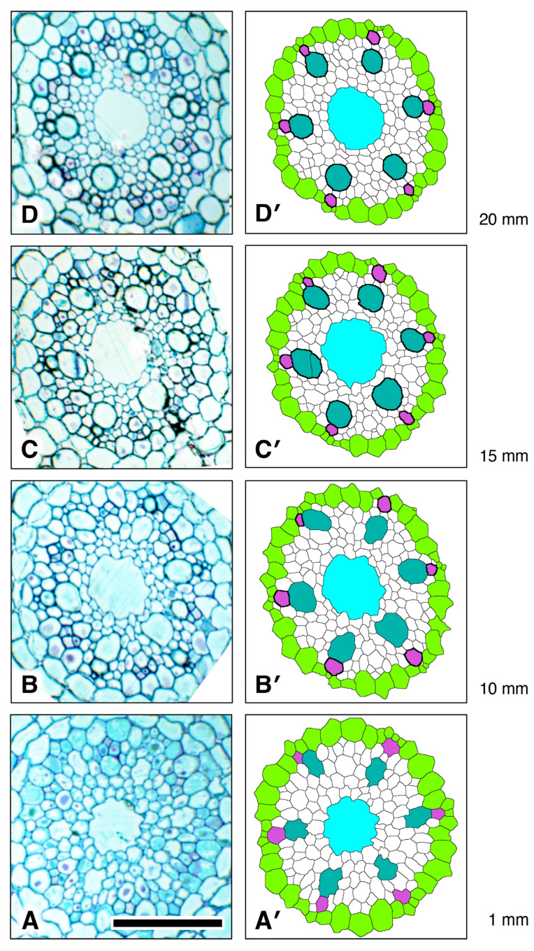 Figure 12
