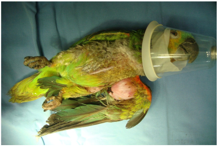 Figure 4