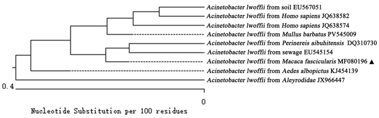 Figure 5