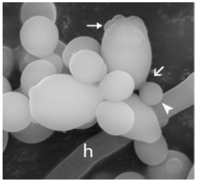 Figure 4