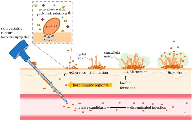 Figure 6