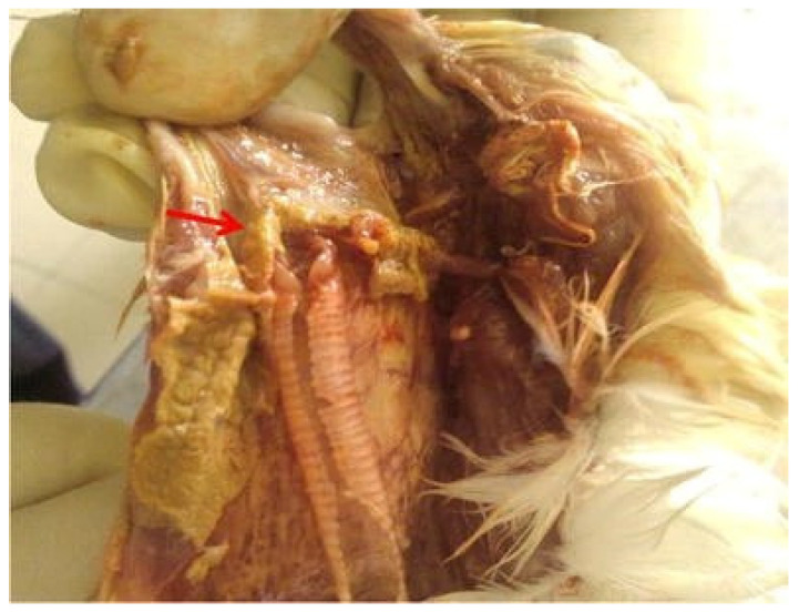 Figure 12